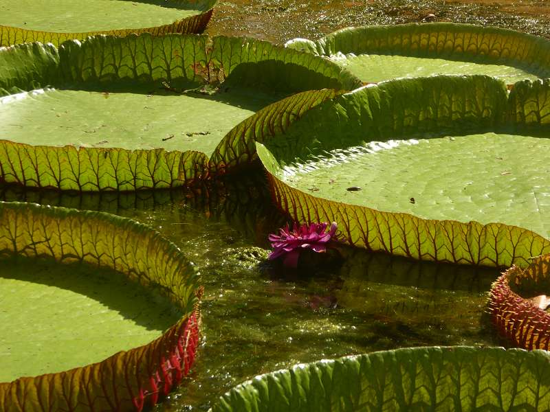 Mauritius Botanischer Garten  Sir Seewoosagur Ramgoolam  Hybride Victoria amazonica × Victoria cruziana