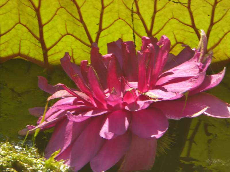 Mauritius Botanischer Garten  Sir Seewoosagur Ramgoolam  Hybride Victoria amazonica × Victoria cruziana