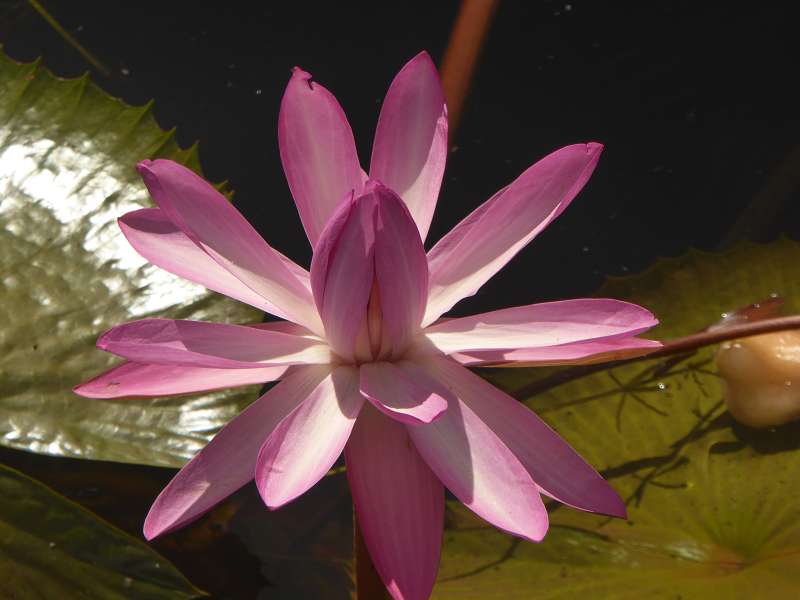 Mauritius Botanischer Garten  Sir Seewoosagur Ramgoolam  Hybride Victoria amazonica × Victoria cruziana