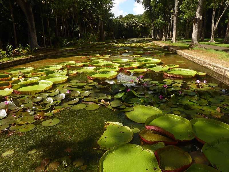 Mauritius Botanischer Garten  Sir Seewoosagur Ramgoolam Botanical Garden Pampelmousse