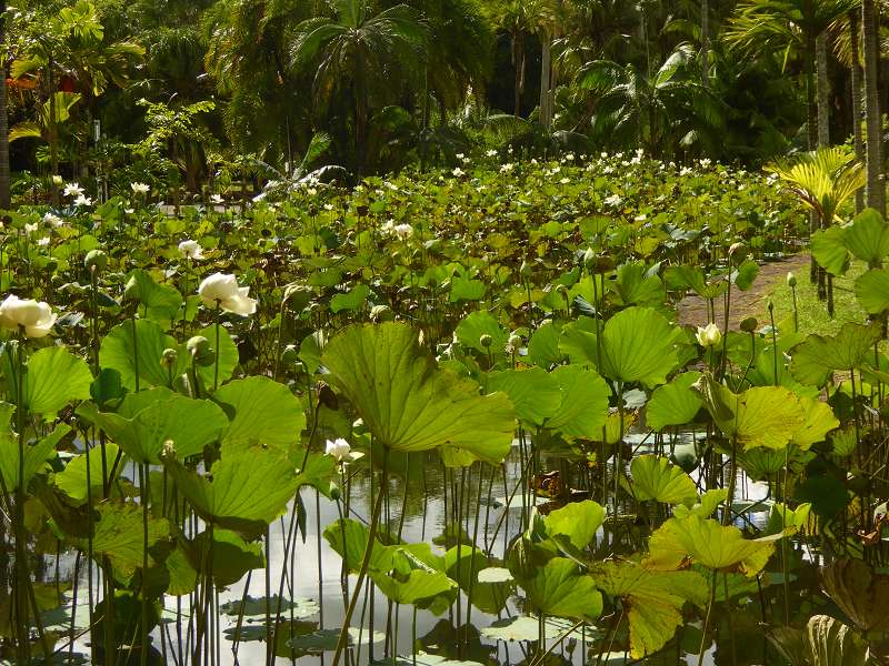   Mauritius Botanischer Garten Lotusblte Seewoosagur Ramgoolam Botanical Garden PampelmouMauritius Botanischer Garten Lotusblte Seewoosagur Ramgoolam Botanical Garden Pampelmou