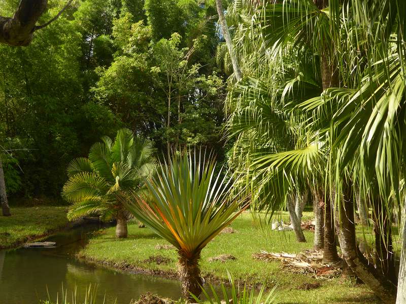   Mauritius Botanischer Garten Lotusblte Seewoosagur Ramgoolam Botanical Garden PampelmouMauritius Botanischer Garten Lotusblte Seewoosagur Ramgoolam Botanical Garden Pampelmou