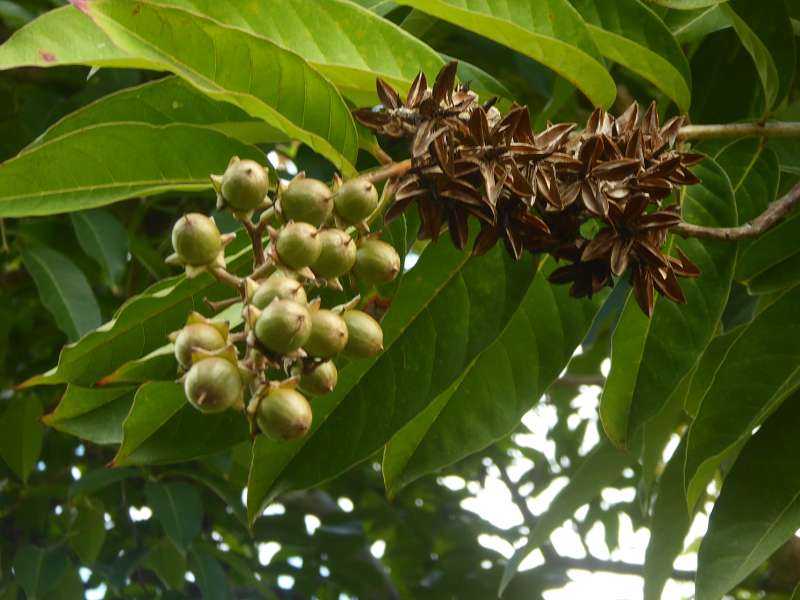   Mauritius Botanischer Garten Lotusblüte Seewoosagur Ramgoolam Botanical Garden PampelmouMauritius Botanischer Garten Lotusblüte Seewoosagur Ramgoolam Botanical Garden Pampelmou