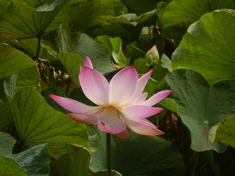 Lotusblte Seewoosagur Ramgoolam Botanical Garden Pampelmou Mauritius Botanischer Garten  Sir Seewoosagur Ramgoolam Botanical Garden Pampelmousse