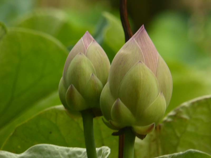 Lotusblte Seewoosagur Ramgoolam Botanical Garden Pampelmou