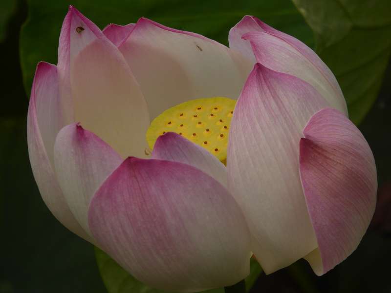 Lotusblte Seewoosagur Ramgoolam Botanical Garden Pampelmou