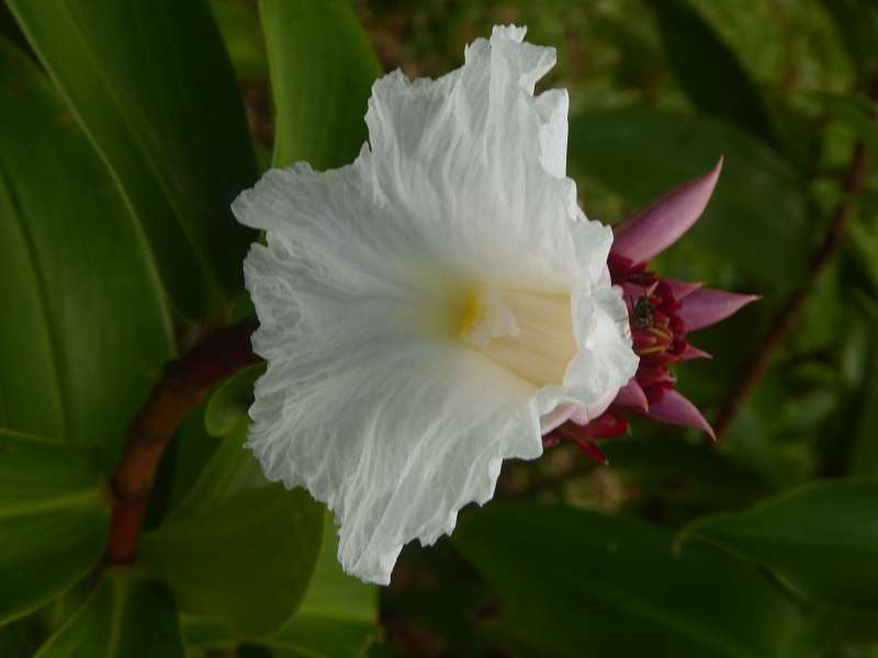   Mauritius Botanischer Garten  Sir Seewoosagur Ramgoolam Botanical Garden PampelmousseMauritius Botanischer Garten  Sir Seewoosagur Ramgoolam Botanical Garden Pampelmousse