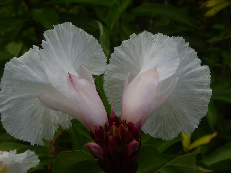   Mauritius Botanischer Garten  Sir Seewoosagur Ramgoolam Botanical Garden PampelmousseMauritius Botanischer Garten  Sir Seewoosagur Ramgoolam Botanical Garden Pampelmousse