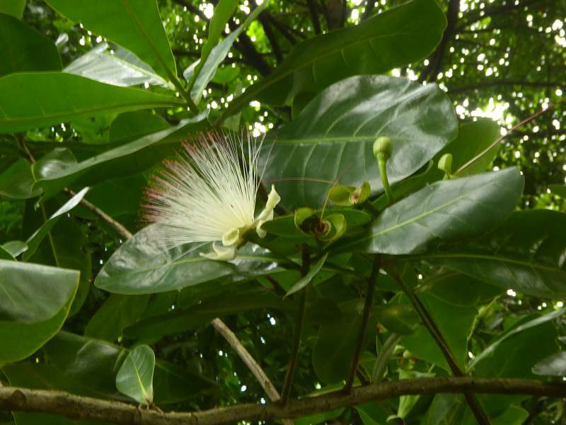 bonnet de pretre arbre  Bonnet Carre  Arbre de La Runion. Barringtonia asiatica. Barringtonia asiatica Mauritius Botanischer Garten  Sir Seewoosagur Ramgoolam Botanical Garden Pampelmousse