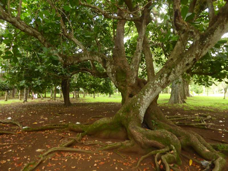 bonnet de pretre arbre  Bonnet Carre  Arbre de La Runion. Barringtonia asiatica. Barringtonia asiatica