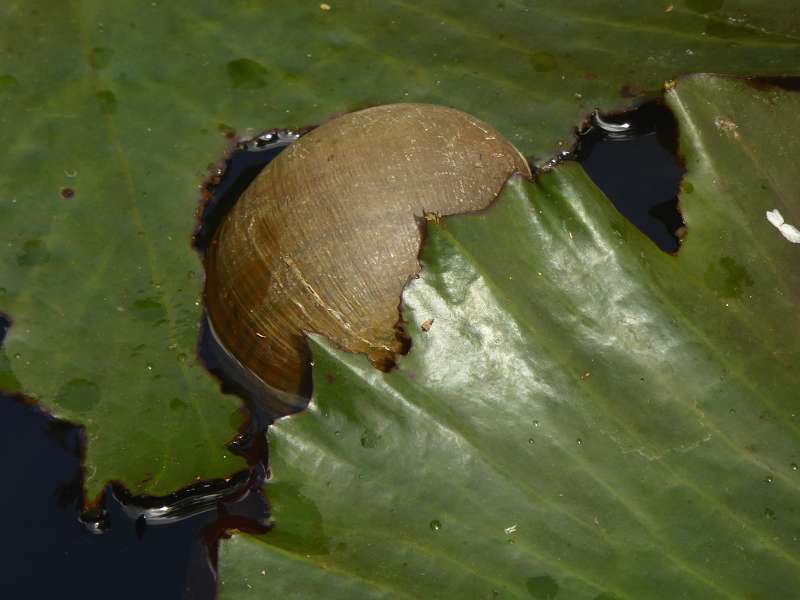 Mauritius Botanischer Garten  Sir Seewoosagur Ramgoolam Botanical Garden Pampelmousse