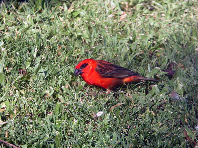 Mauritius Cap Webervogels Le Victoria Beachcomber Hotel Mauritius Vögel