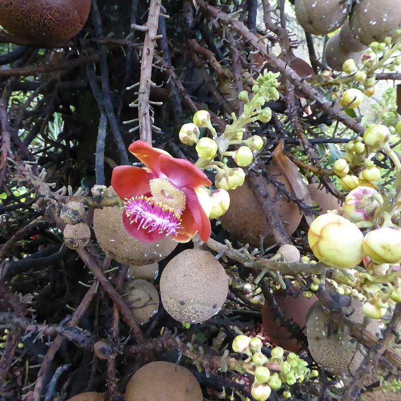 Hilton Northolme Seychelles Cannonballtree Kanonenkugel-Baum (Kanonenkugelbaum)