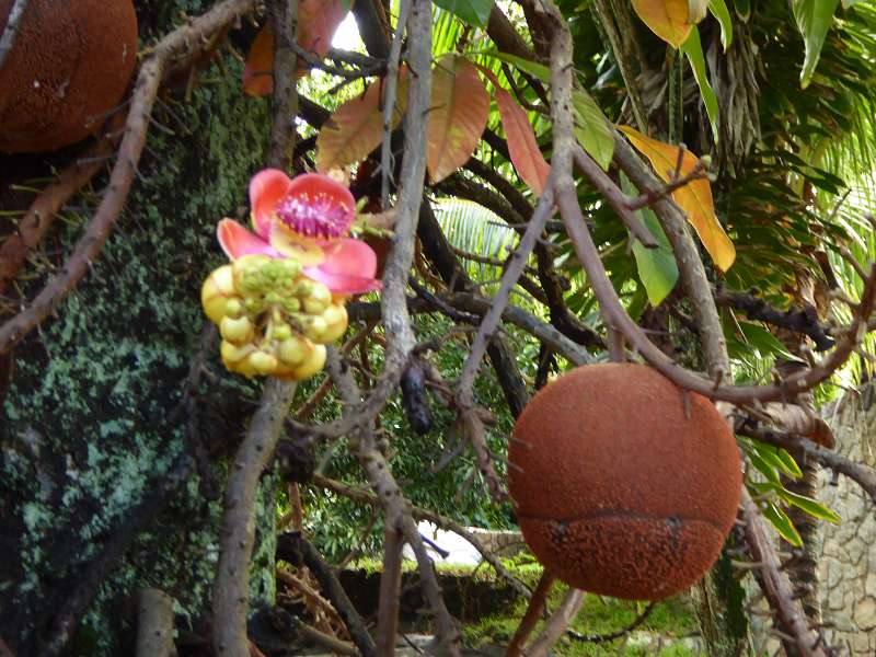 Hilton Northolme Seychelles Cannonballtree Kanonenkugel-Baum (Kanonenkugelbaum)