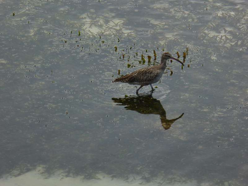 Hilton Northolme Seychelles Schnepfenvogel