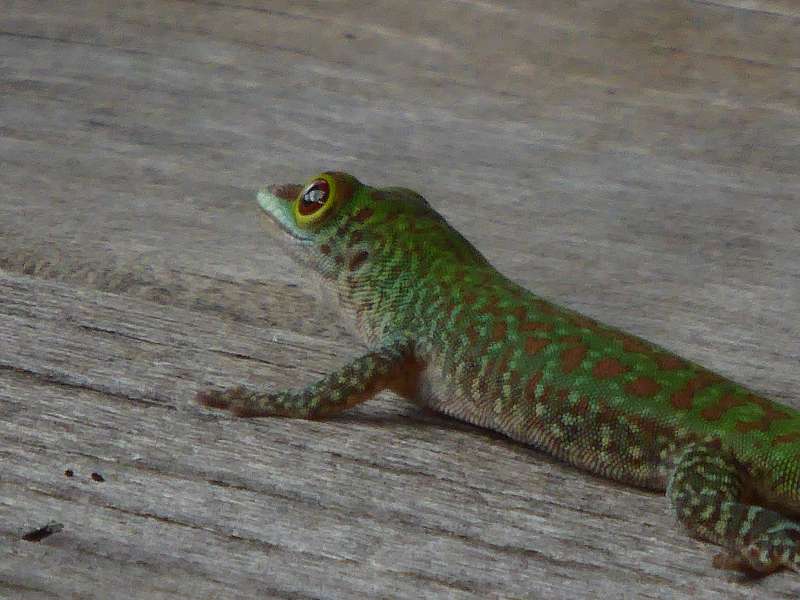 Hilton Northolme Seychelles  Geckos Seychellengecko