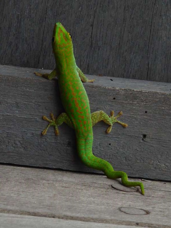 Hilton Northolme Seychelles  Geckos Seychellengecko