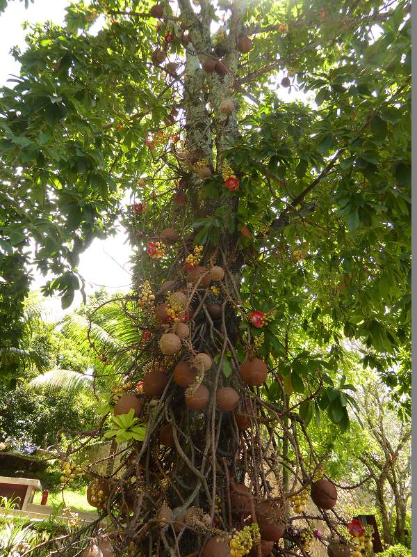 Hilton Northolme Seychelles Cannonballtree Kanonenkugel-Baum (Kanonenkugelbaum)