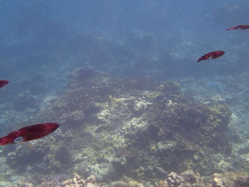 Mauritius Schnorcheln Le Victoria Beachcomber Hotel Mauritius Snorkel