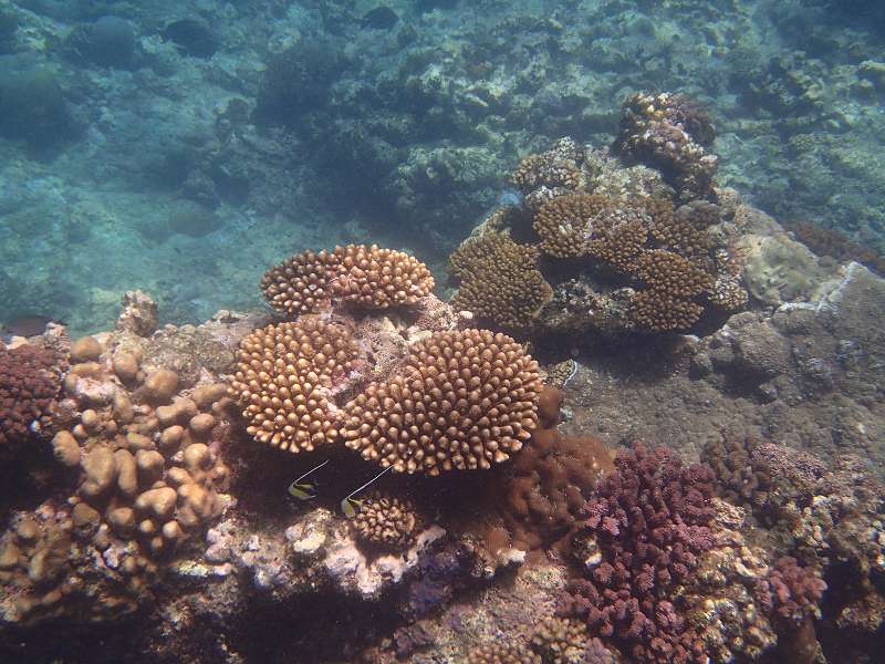 Mauritius Schnorcheln Le Victoria Beachcomber Hotel Mauritius Snorkel