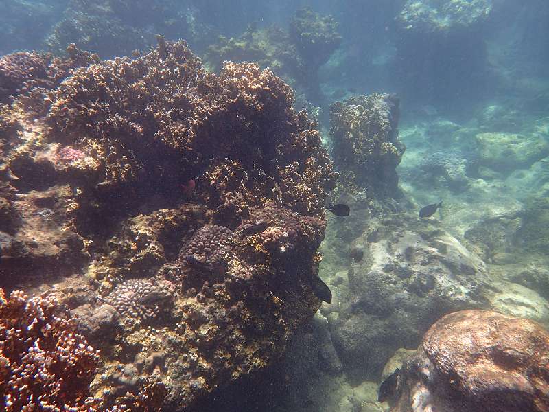 Mauritius Schnorcheln Le Victoria Beachcomber Hotel Mauritius Snorkel