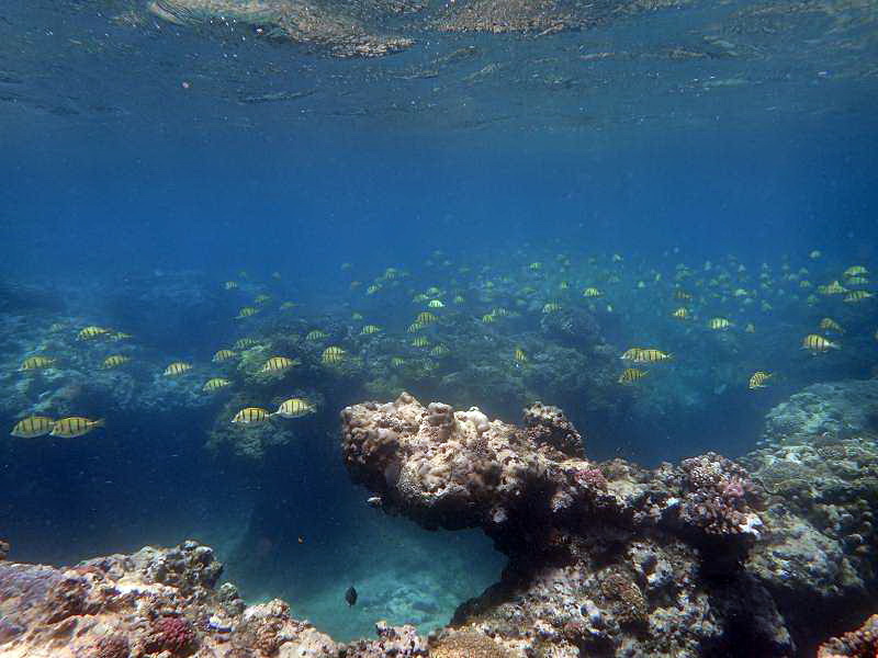 Mauritius Schnorcheln Le Victoria Beachcomber Hotel Mauritius Snorkel