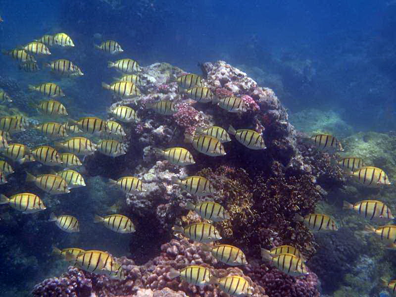 Mauritius Schnorcheln Le Victoria Beachcomber Hotel Mauritius Snorkel