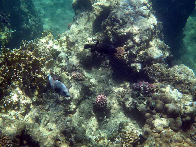 Mauritius Schnorcheln Le Victoria Beachcomber Hotel Mauritius Snorkel Fish Coral 