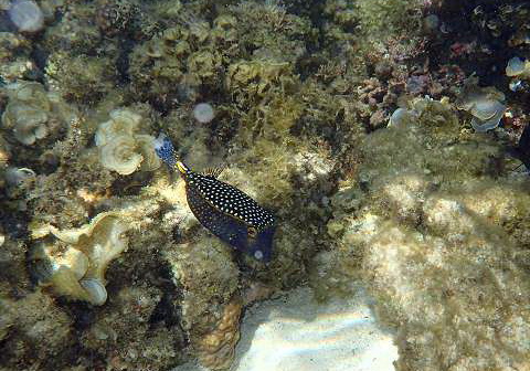 Mauritius Schnorcheln Le Victoria Beachcomber Hotel Mauritius Snorkel Fish Coral 